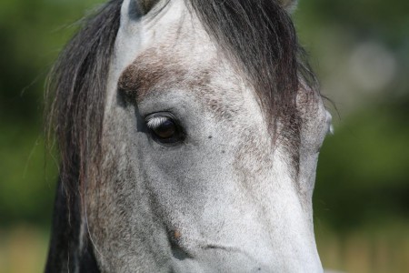 Foto: Mikael Linder, Pluto 2014